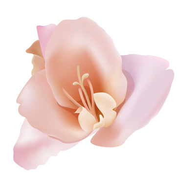 花卉