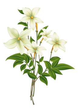 花卉