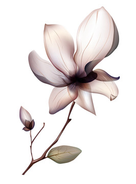 花卉