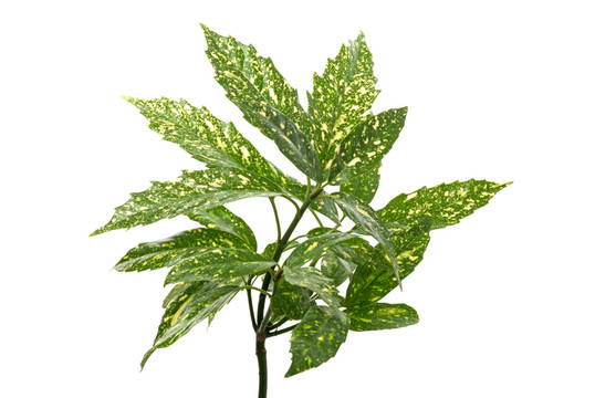 茶