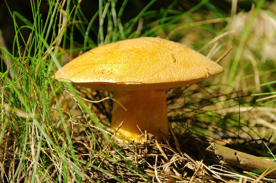 kornblumenroehrling黃空柄牛肝菌03