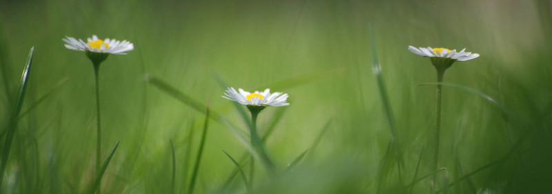 3的雛菊