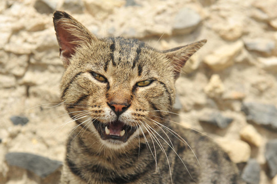 動物
