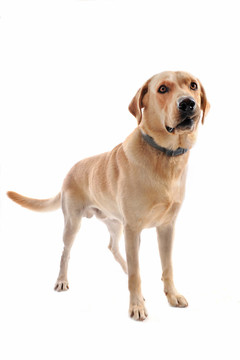 狗