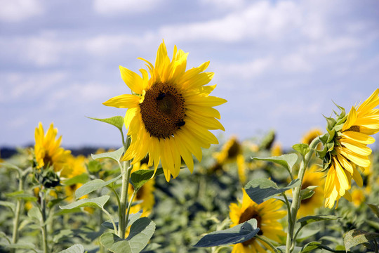 sonnenblume3