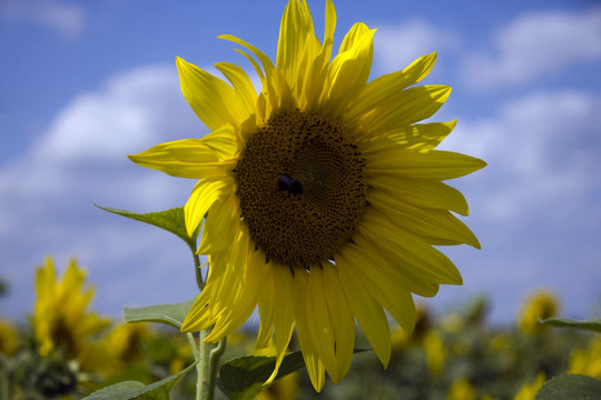 sonnenblume6