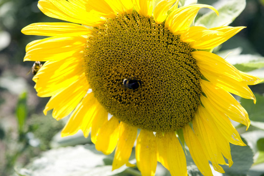 sonnenblume21