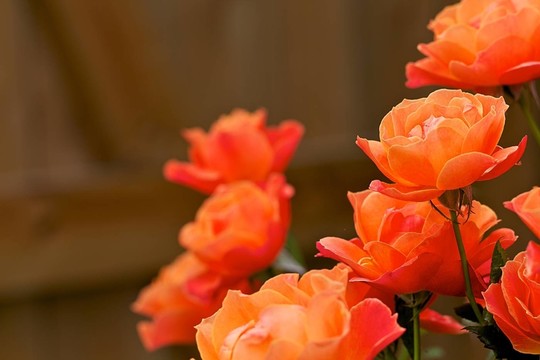 花卉