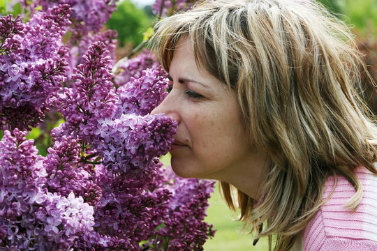 丁香花成人女性自然花人像面部的夏天