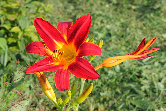 百合花的草地植物夏季農(nóng)村領(lǐng)域