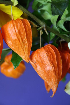 lampionblume