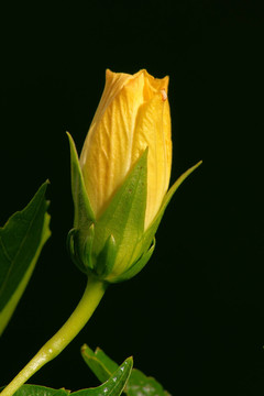 花園