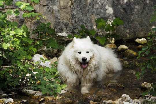 薩摩犬巴赫