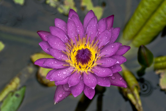 水百合