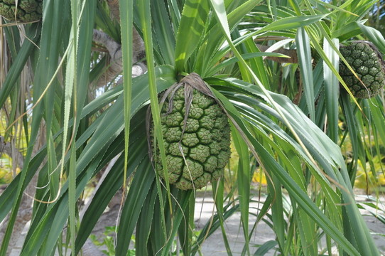 菲律賓 果子