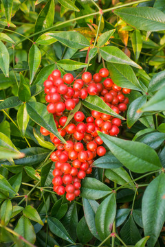 紅色果實(shí)