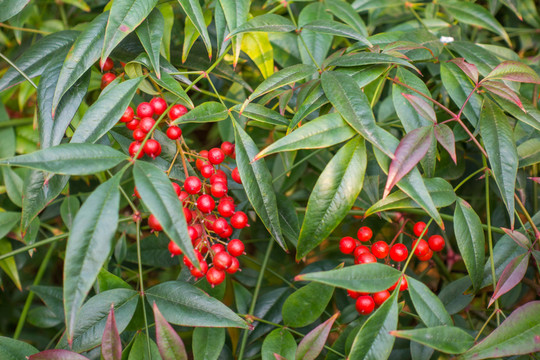 紅色果實