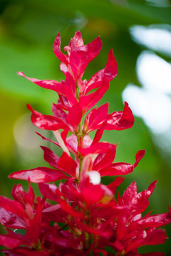 紅色花卉特寫