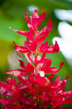 紅色花卉攝影