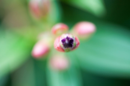 花蕊微距攝影