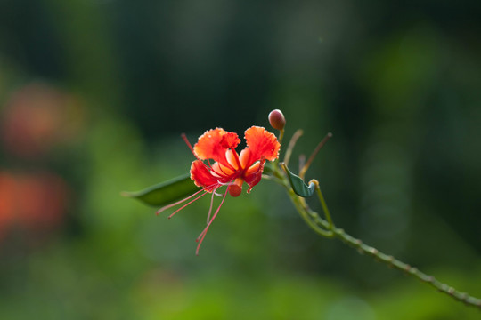 花卉微距