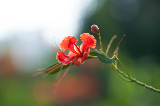 花卉微距特寫