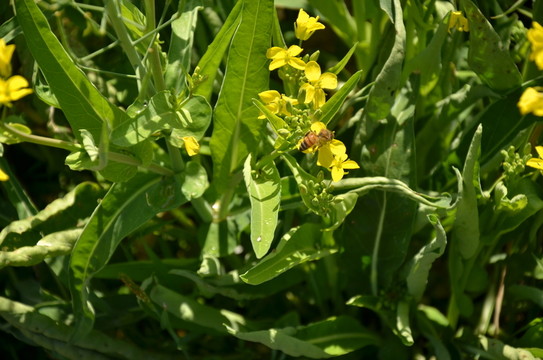 油菜花