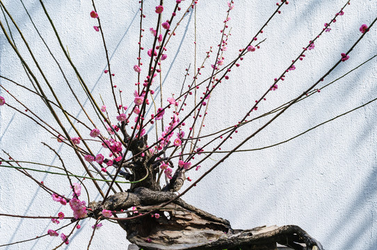 梅花