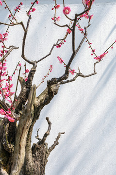 梅花