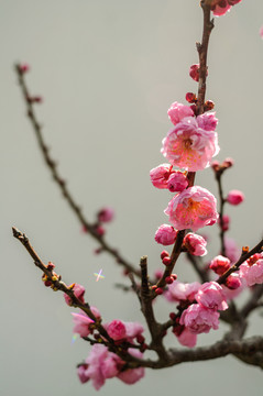 梅花