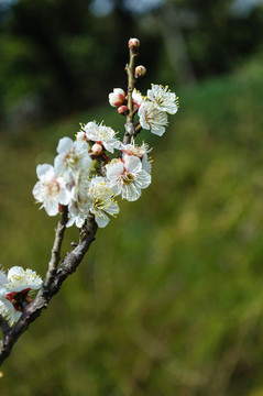 梅花