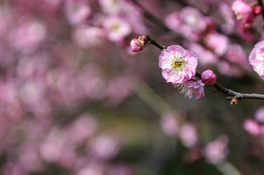 梅花
