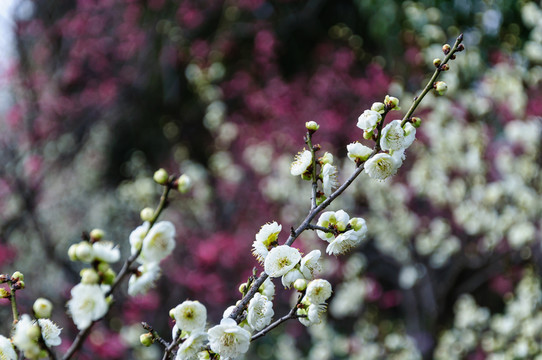 梅花
