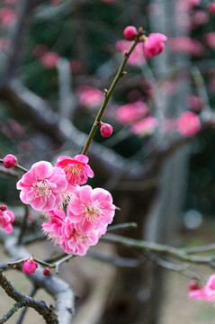 梅花