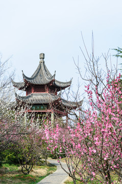 梅花山梅花
