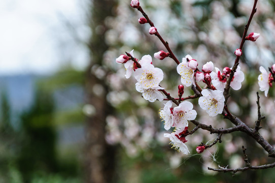 梅花
