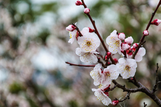 梅花
