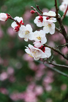 梅花