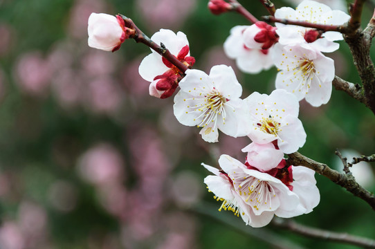 梅花