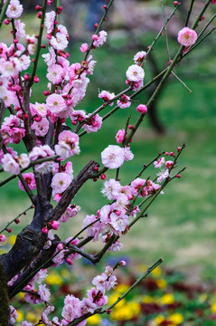 梅花