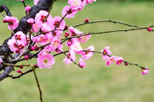 梅花
