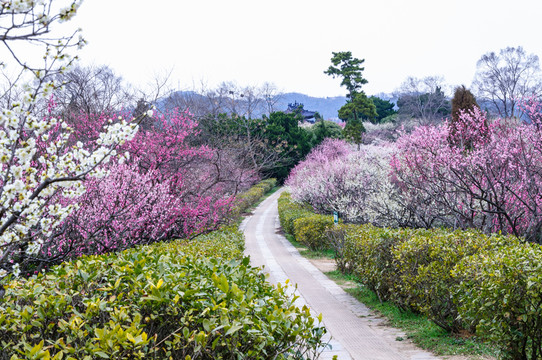 梅花山梅花