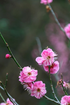 梅花