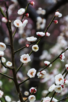 梅花