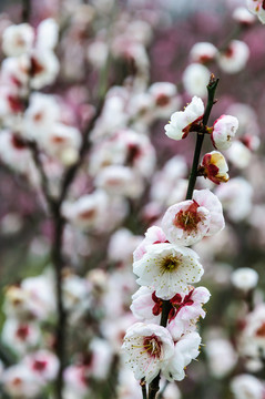 梅花