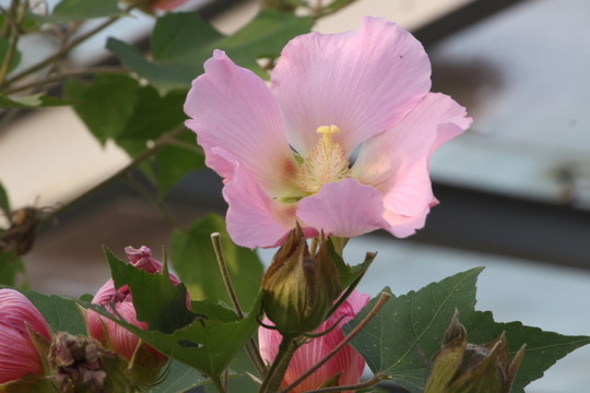 木芙蓉