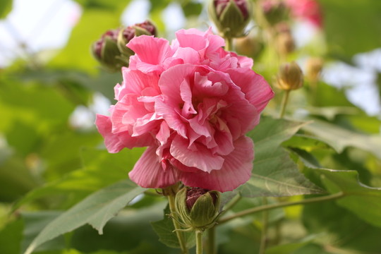 木芙蓉