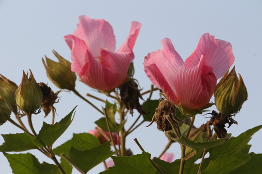 木芙蓉