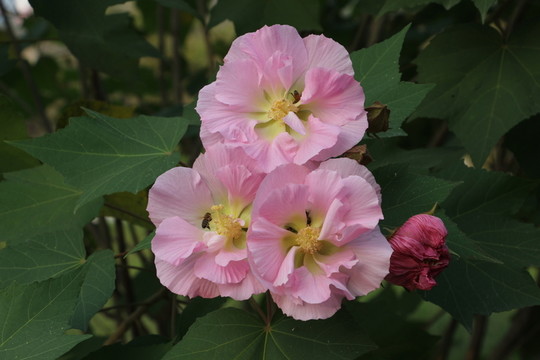 木芙蓉
