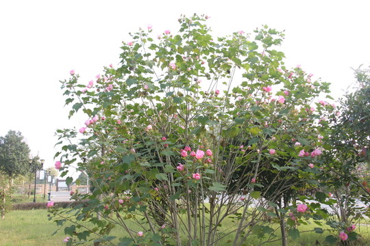 木芙蓉